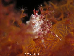Soft Coral Crab
Canon S100, Epoque diopter by Yoav Lavi 